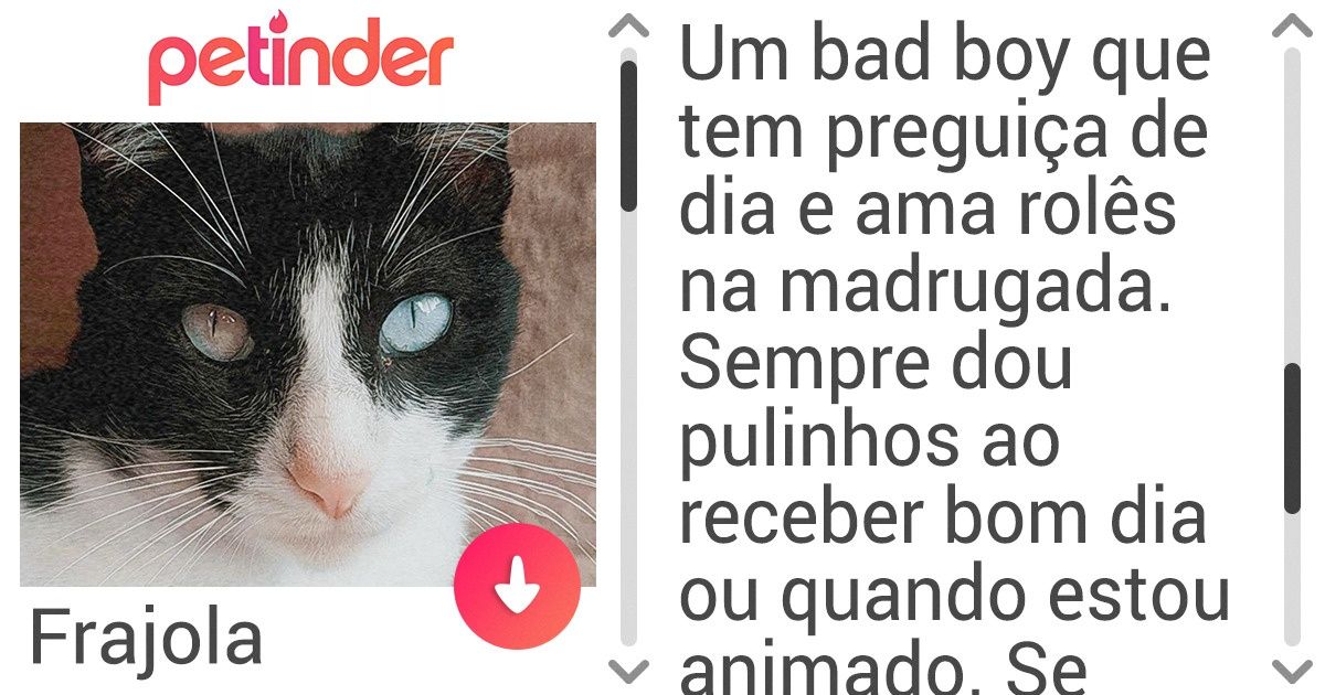 Internautas decidem imaginar como seria o perfil do Tinder de seus pets e o resultado é hilário