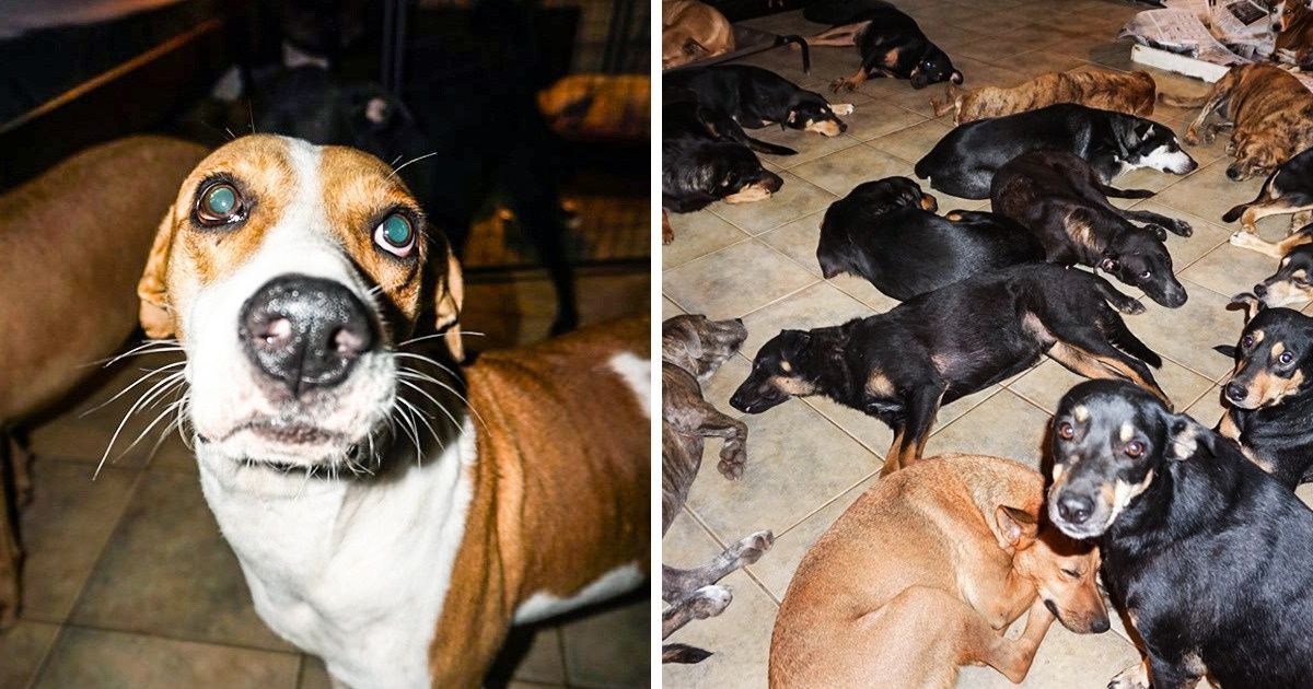 Uma mulher acolhe 97 cachorros abandonados após a passagem do furacão Dorian pelas Bahamas Uma mulher acolhe 97 cachorros abandonados após a passagem do furacão Dorian pelas Bahamas