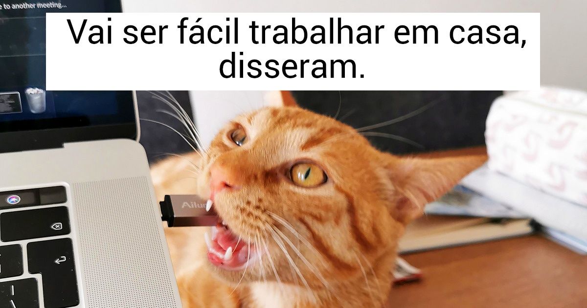 17 Internautas mostram como é a realidade de trabalhar em casa na companhia de animais de estimação 17 Internautas mostram como é a realidade de trabalhar em casa na companhia de animais de estimação