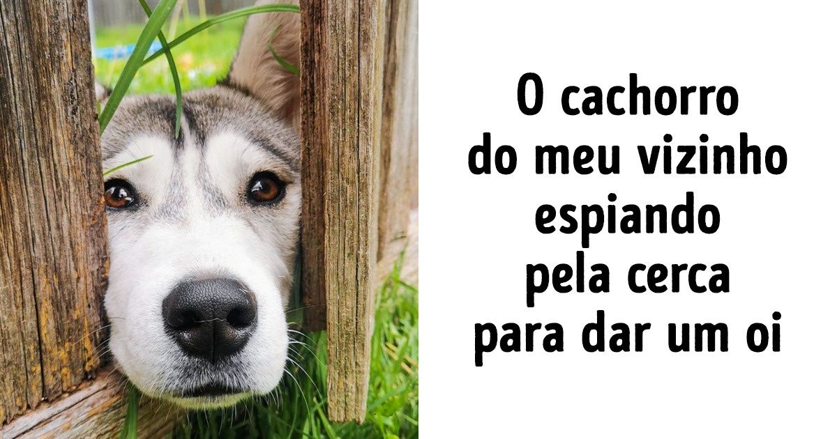 18 Animais que vão fazer você sorrir sem parar