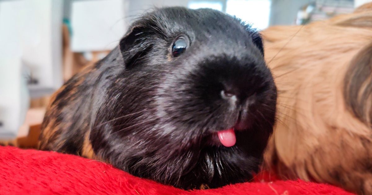 20 Carismáticos porquinhos-da-índia que vão fazer você explodir de fofura