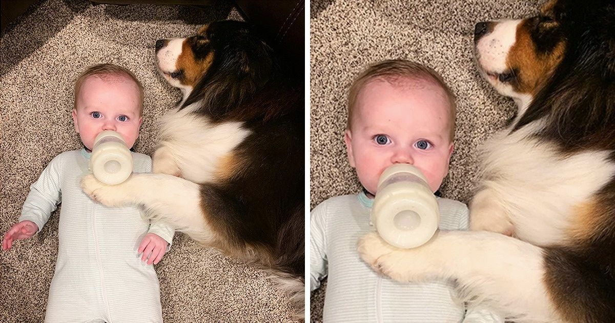 O cachorro que dá mamadeira, toma conta de bebê, arruma a cama e joga cartas