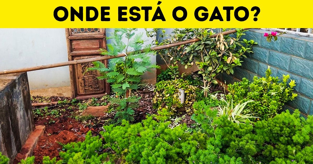 Exercite o seu poder de observação encontrando 25 gatos escondidos nestas imagens Exercite o seu poder de observação encontrando 25 gatos escondidos nestas imagens
