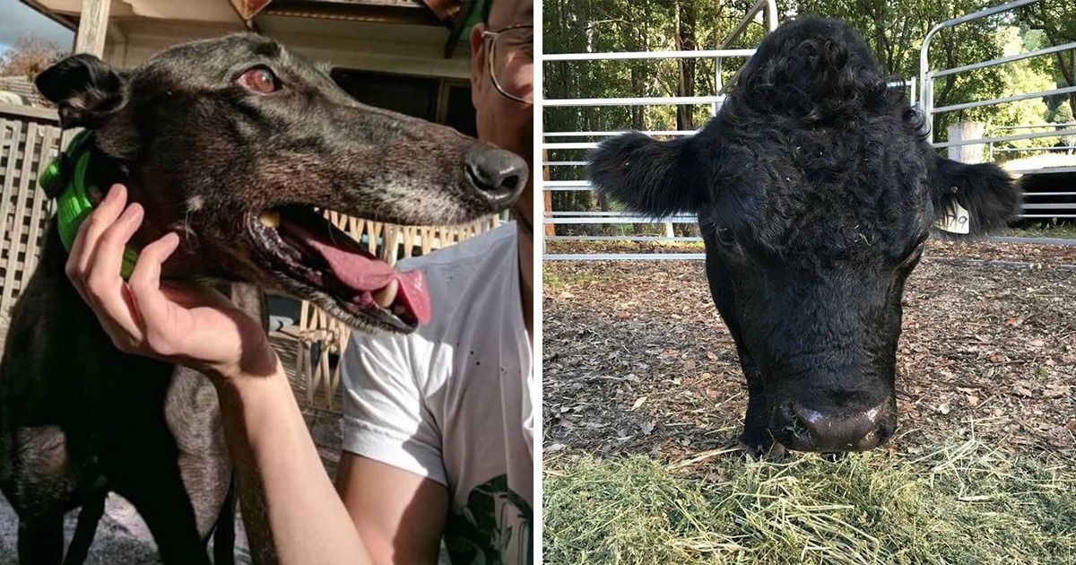 20+ Fotos de animais que são um verdadeiro enigma para o nosso cérebro