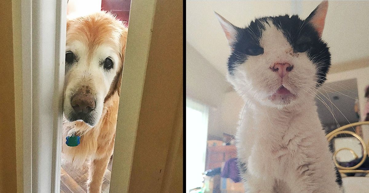 20+ Pets idosos que seguem roubando nossos corações a cada dia que passa