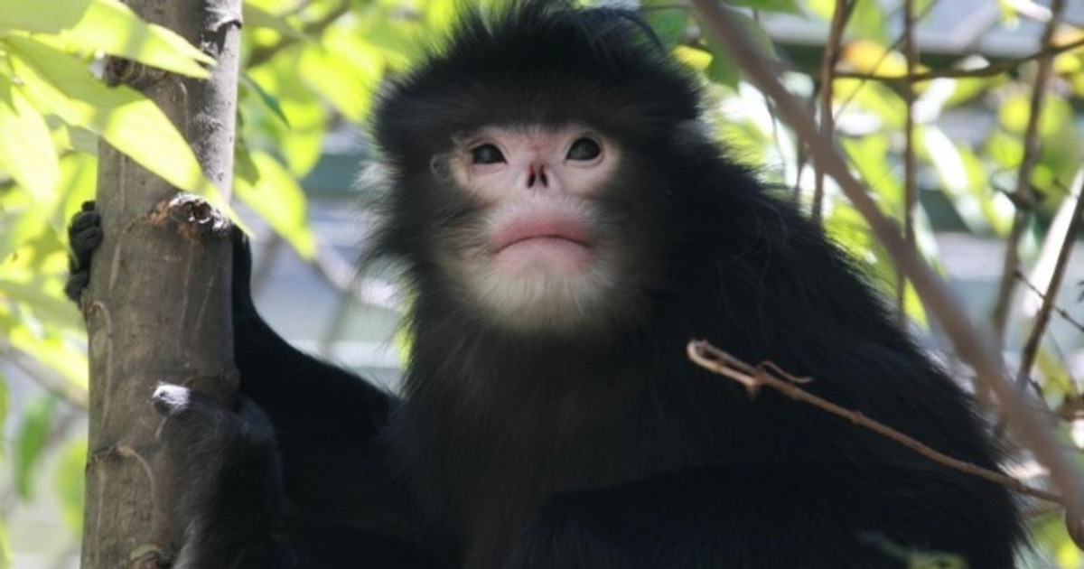 14 animais que foram recentemente descobertos