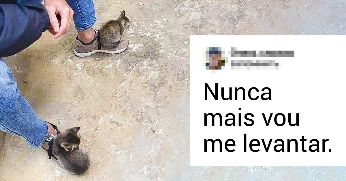 17+ Animais de estimação que se tornaram os verdadeiros donos da casa 17+ Animais de estimação que se tornaram os verdadeiros donos da casa