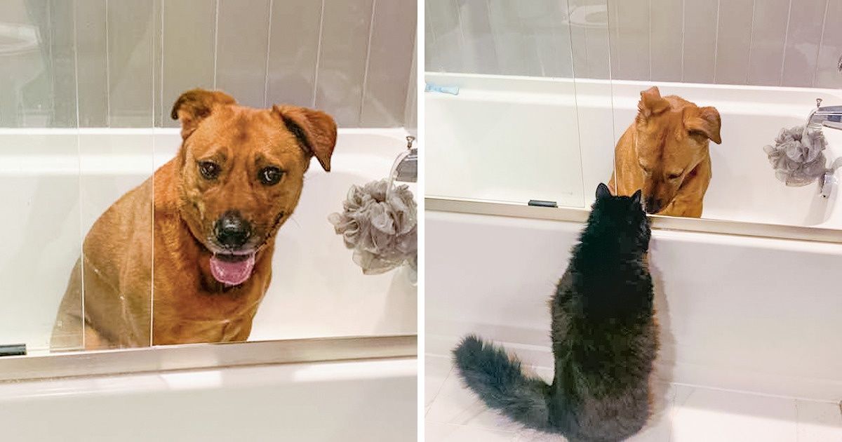 Conheça Marvin, um gato que conforta sua amiga, uma cadela, que tem medo de tempestades