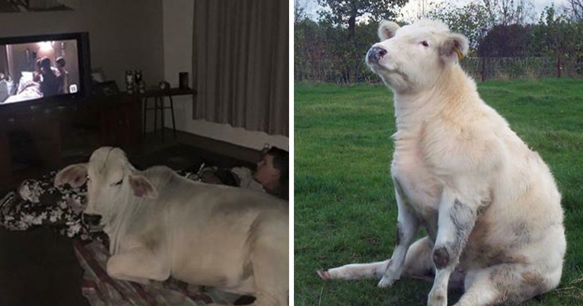 20 Ocasiões divertidas em que as vacas pensaram que eram cachorros (imagine a vida de seus donos) 20 Ocasiões divertidas em que as vacas pensaram que eram cachorros (imagine a vida de seus donos)