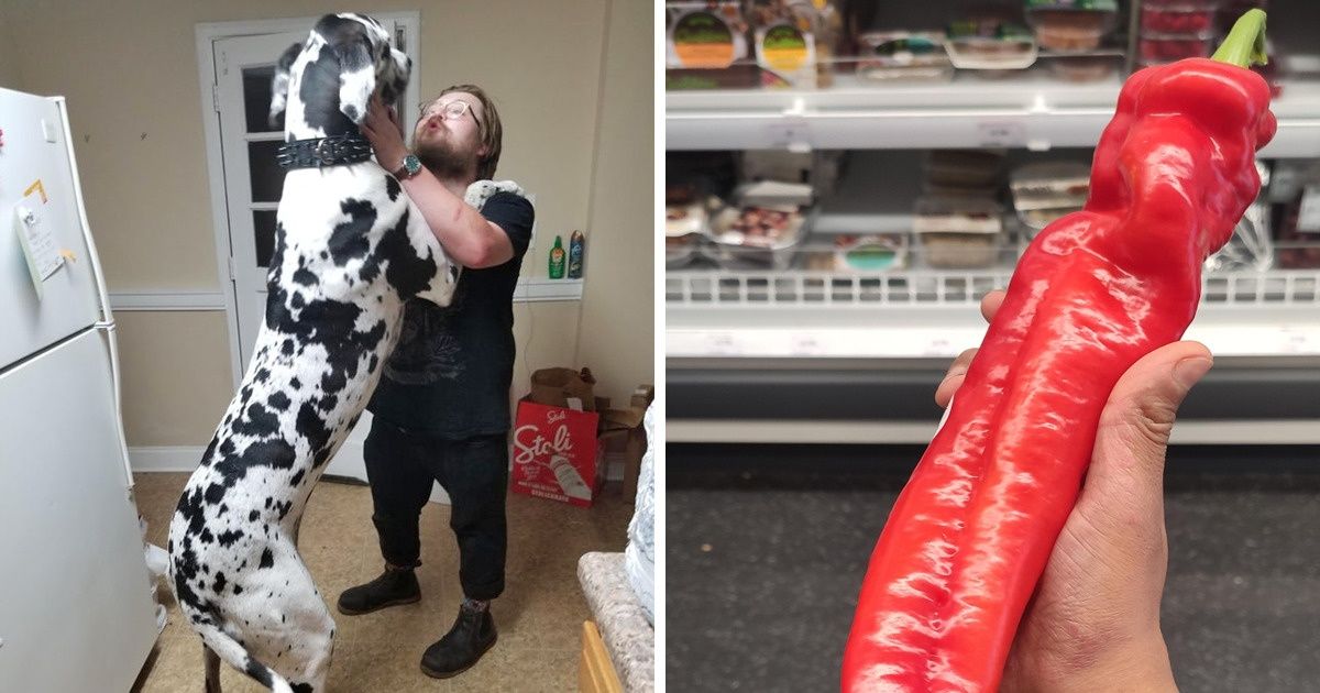 15+ Animais e alimentos enormes que nos fazem sentir do tamanho de uma formiga