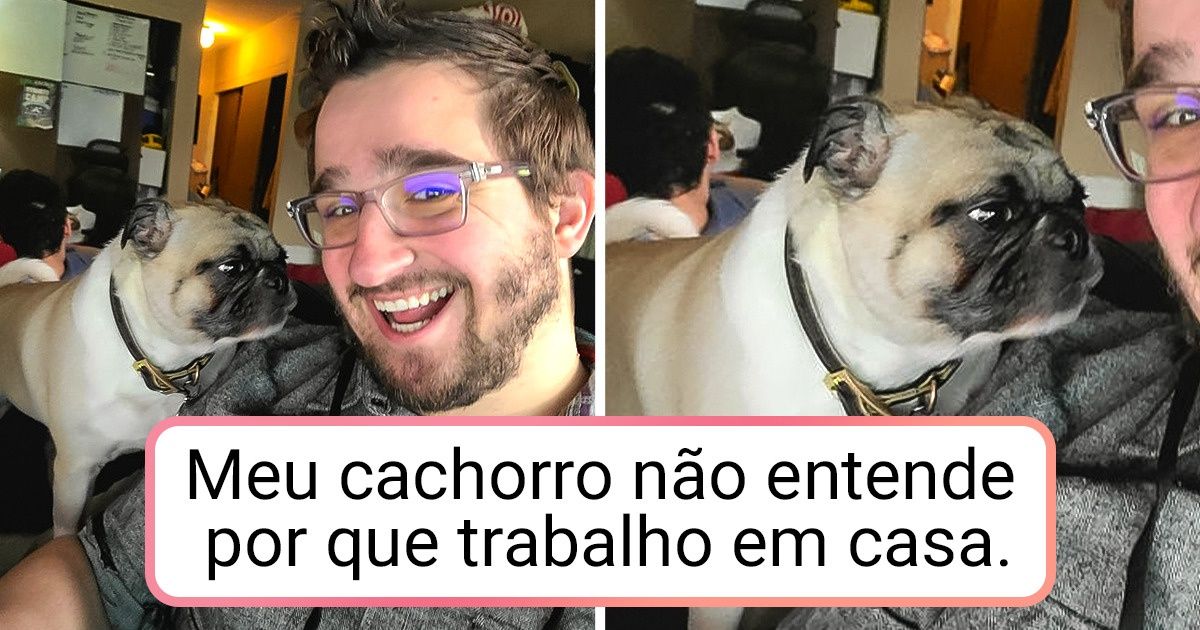 20+ Animais de estimação que disputam a atenção dos donos com o trabalho remoto