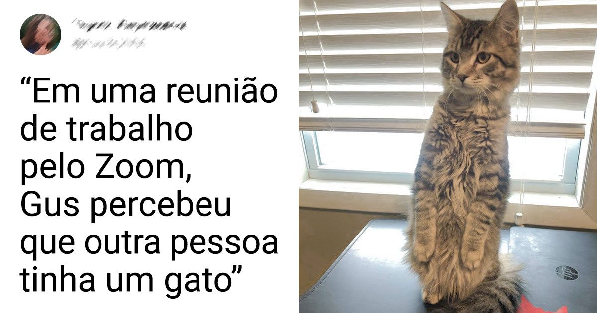 15 Fotos que comprovam que os gatos governam este mundo 15 Fotos que comprovam que os gatos governam este mundo