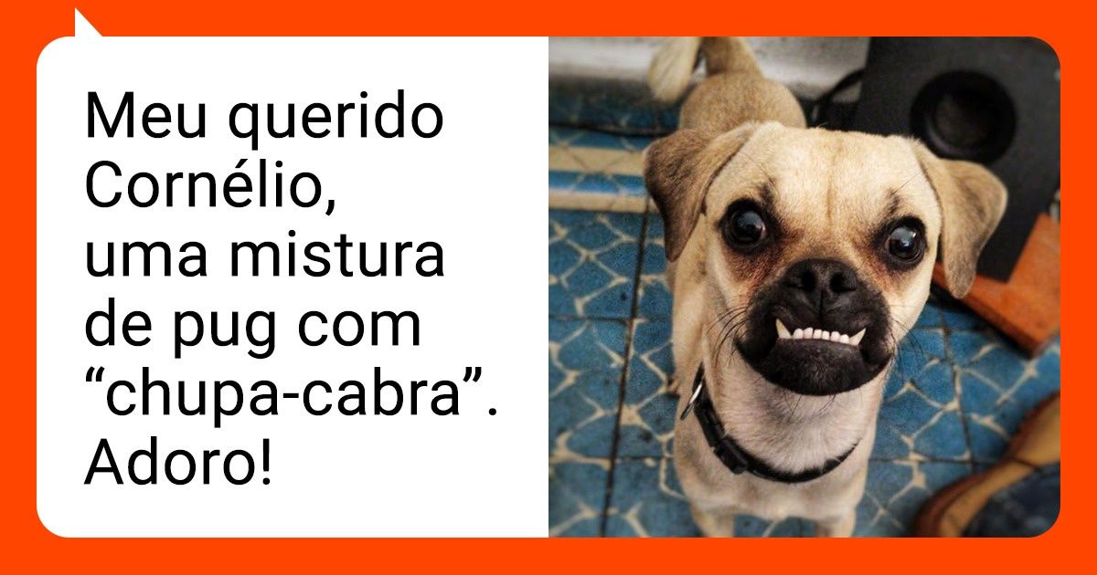 16 Cães e gatos de raças mistas que cativam justamente por serem diferentes 16 Cães e gatos de raças mistas que cativam justamente por serem diferentes