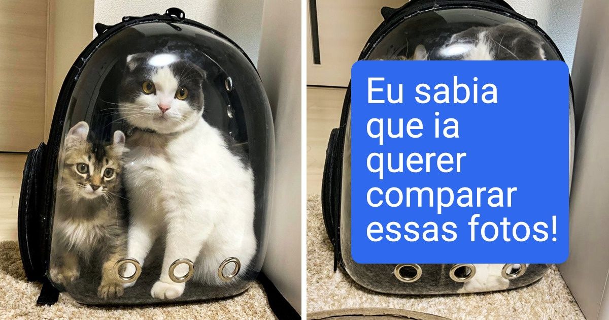 20 Fotos dos animais de estimação que com anos ficaram até mais fofos