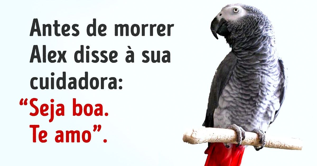12 Histórias do amor dos animais pelos donos, de dar nó na garganta 12 Histórias do amor dos animais pelos donos, de dar nó na garganta