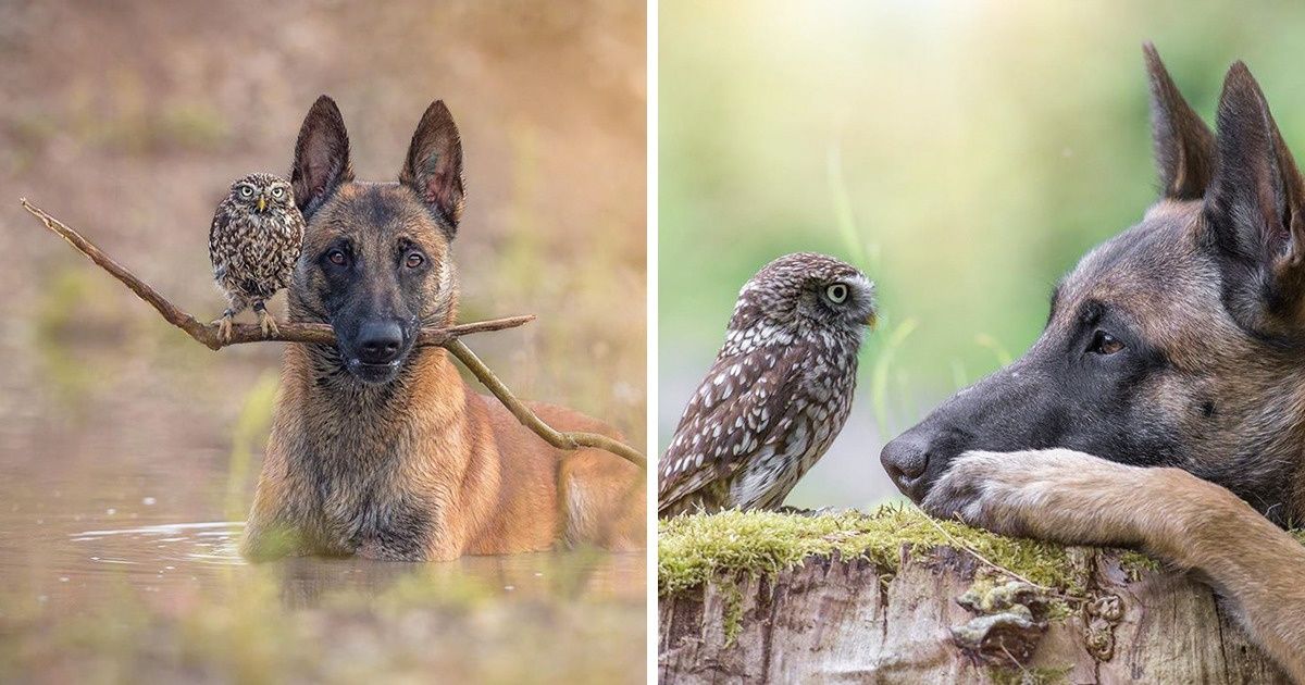 Uma corujinha debilitada é adotada por um cachorro (e agora os dois são amigos inseparáveis) Uma corujinha debilitada é adotada por um cachorro (e agora os dois são amigos inseparáveis)