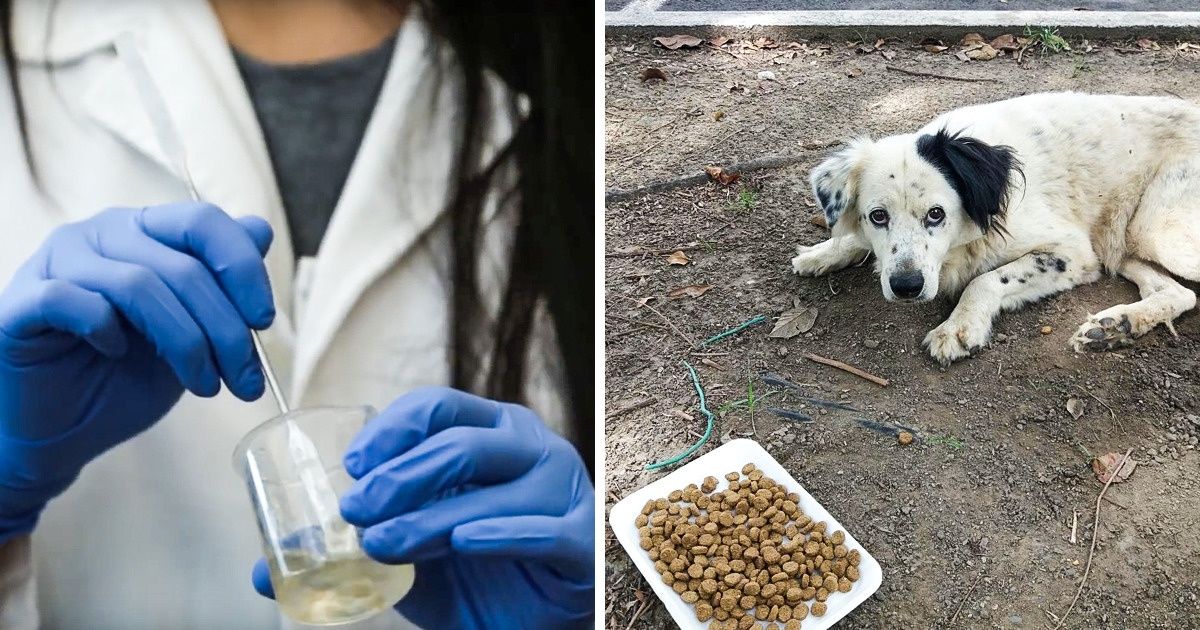 Mexicana desenvolve ração para controlar a imensa população de cachorros que vive na rua Mexicana desenvolve ração para controlar a imensa população de cachorros que vive na rua