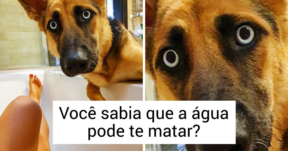20 Imagens muito engraçadas que explicam perfeitamente o que significa ter um pet 20 Imagens muito engraçadas que explicam perfeitamente o que significa ter um pet