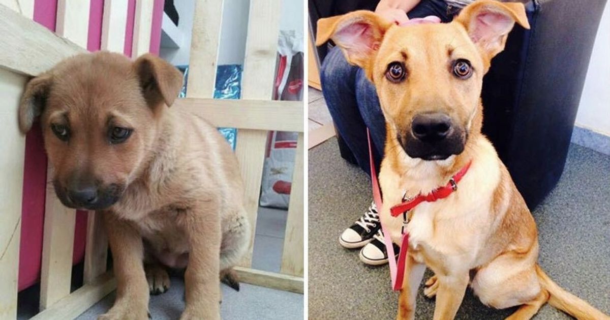 15 Animais, antes e depois da adoção