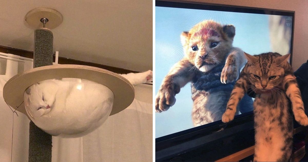 20 Gatos peculiares que sabem como entreter o mundo