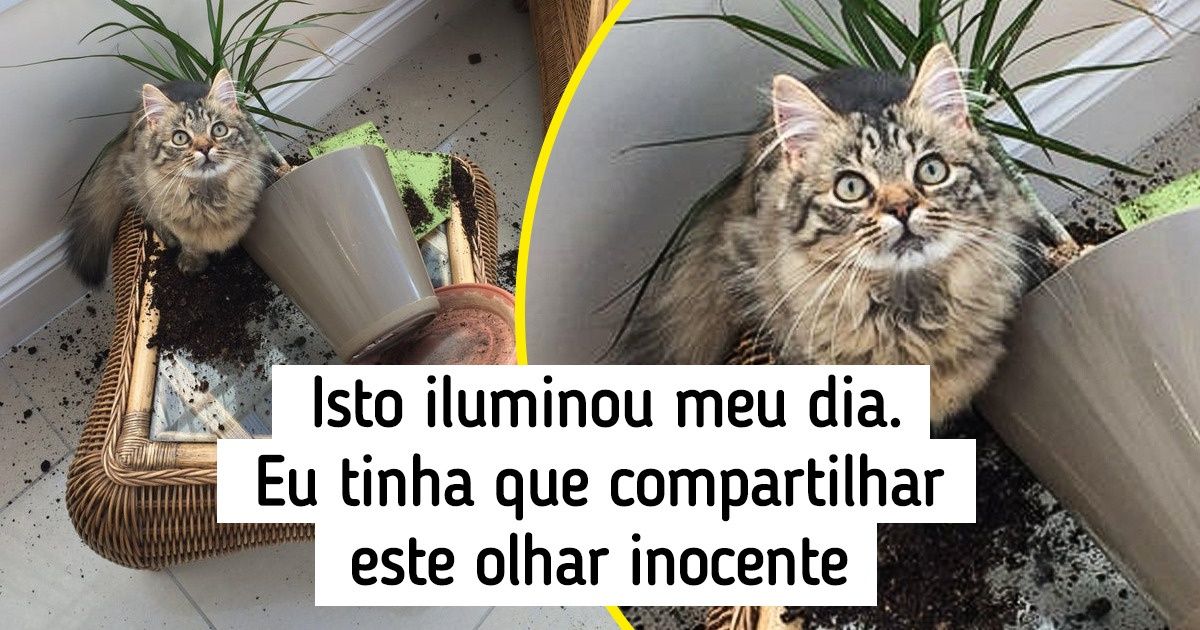 20+ Gatinhos que adoram virar a vida de seus donos de cabeça para baixo