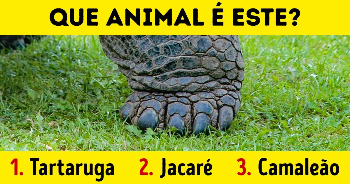 Teste: adivinhe qual é o animal apenas pelas patas Teste: adivinhe qual é o animal apenas pelas patas