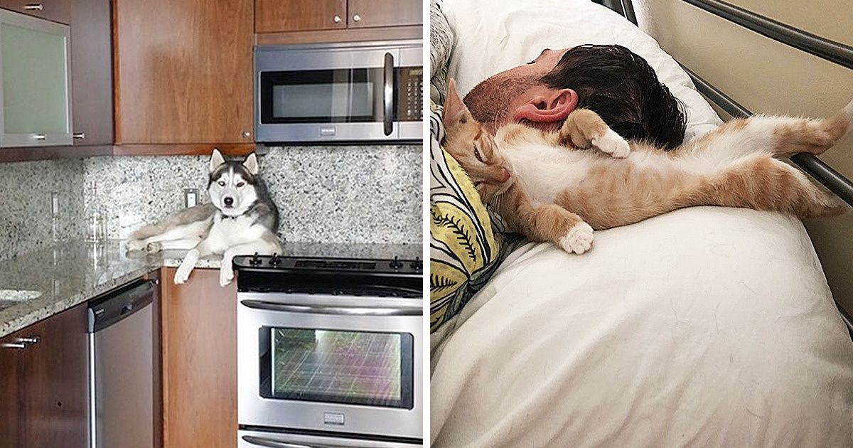 15 Animais que fazem o que querem e não estão nem aí com isso