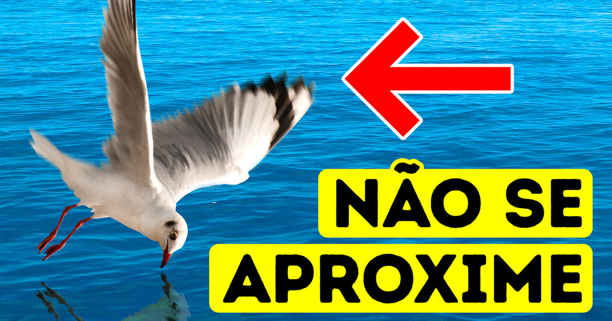 Fique longe da água se você vir pássaros voando