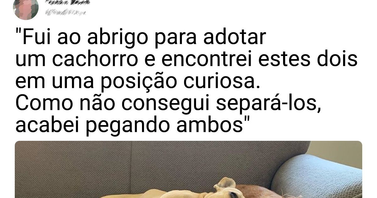 19 Animais que ganharam um lar e, em troca, deram muita felicidade a seus novos donos 19 Animais que ganharam um lar e, em troca, deram muita felicidade a seus novos donos