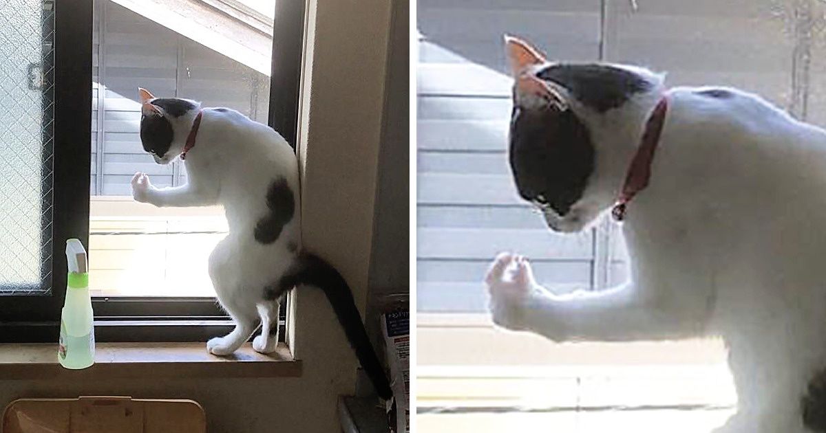 22 Gatos que são puro carisma