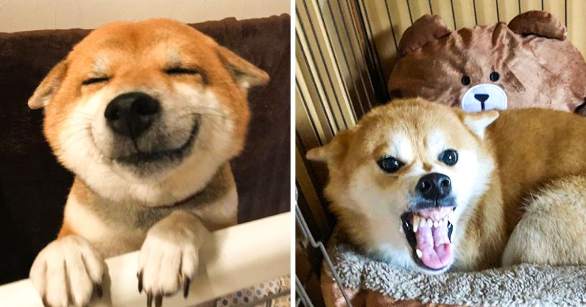 7 Comportamentos caninos em que você deve prestar atenção