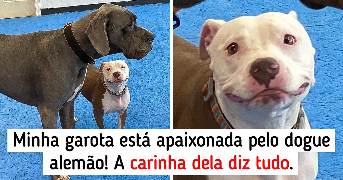20+ Fotos provam que os cães são basicamente crianças com pelos