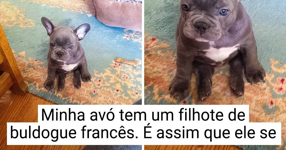 30+ Fotos que provam que sua vida nunca será entediante se você tiver um buldogue 30+ Fotos que provam que sua vida nunca será entediante se você tiver um buldogue