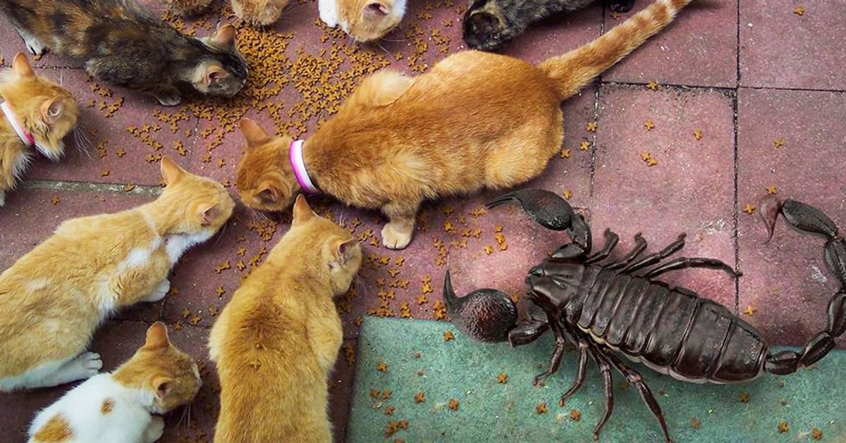 10 Fotos que dão uma ótima ideia do tamanho das coisas