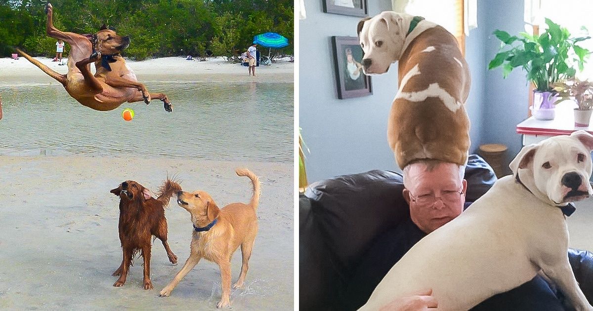 20 Cães cujos genes de loucura são o melhor antidepressivo para os seus donos 20 Cães cujos genes de loucura são o melhor antidepressivo para os seus donos