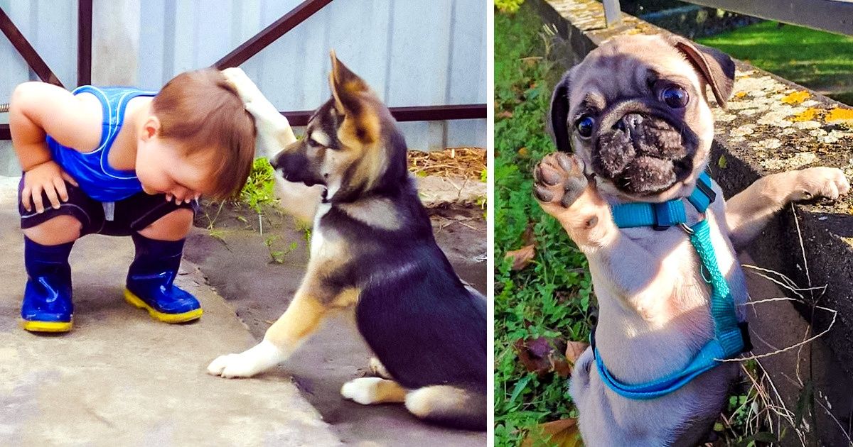 19 Fotos que comprovam definitivamente que os cachorros conseguem melhorar o dia de qualquer um
