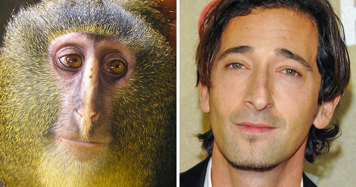 18 Animais que são verdadeiros clones de alguns famosos
