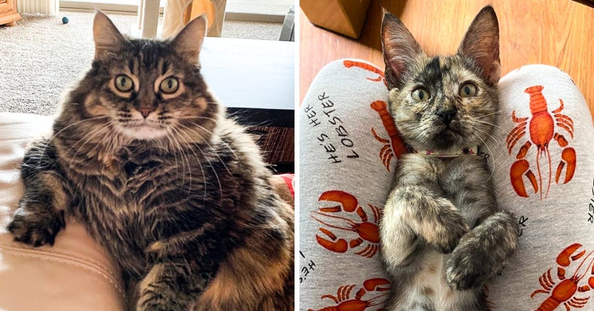 20 Gatos mimados que não duvidam do amor de seus donos