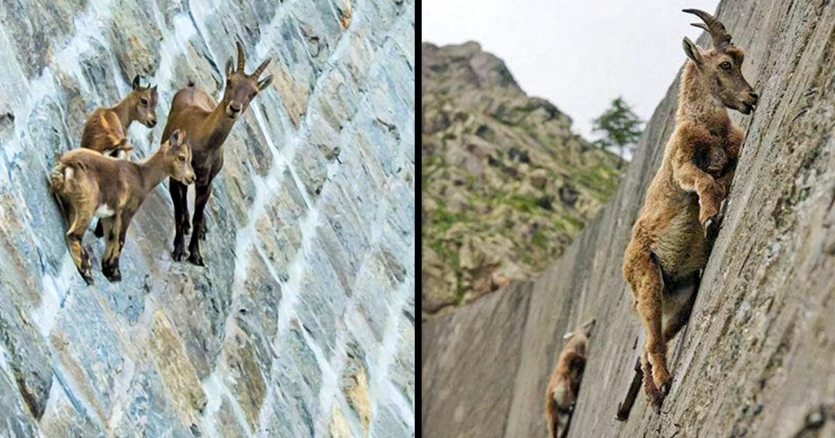 22 Cabras de outro mundo, capazes de escalar qualquer montanha