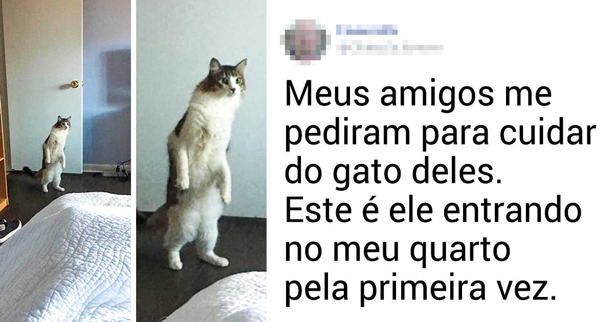 20 Tuítes provando que ter um gato é o sinônimo de circo em casa 20 Tuítes provando que ter um gato é o sinônimo de circo em casa