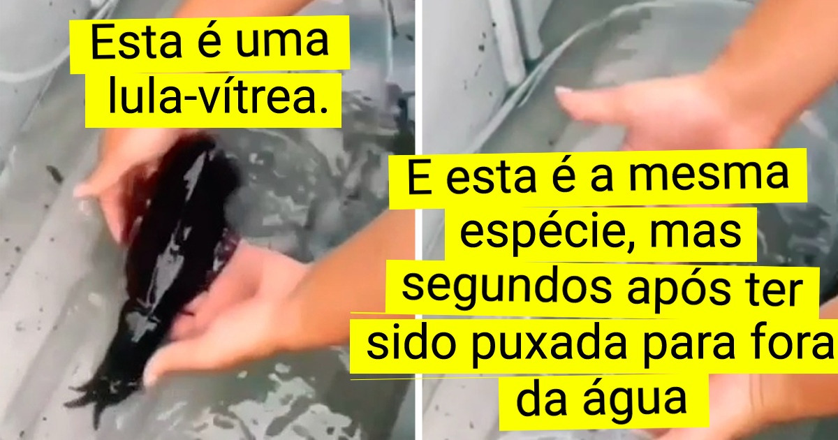 15 Animais que claramente poderiam ter vindo de outro planeta