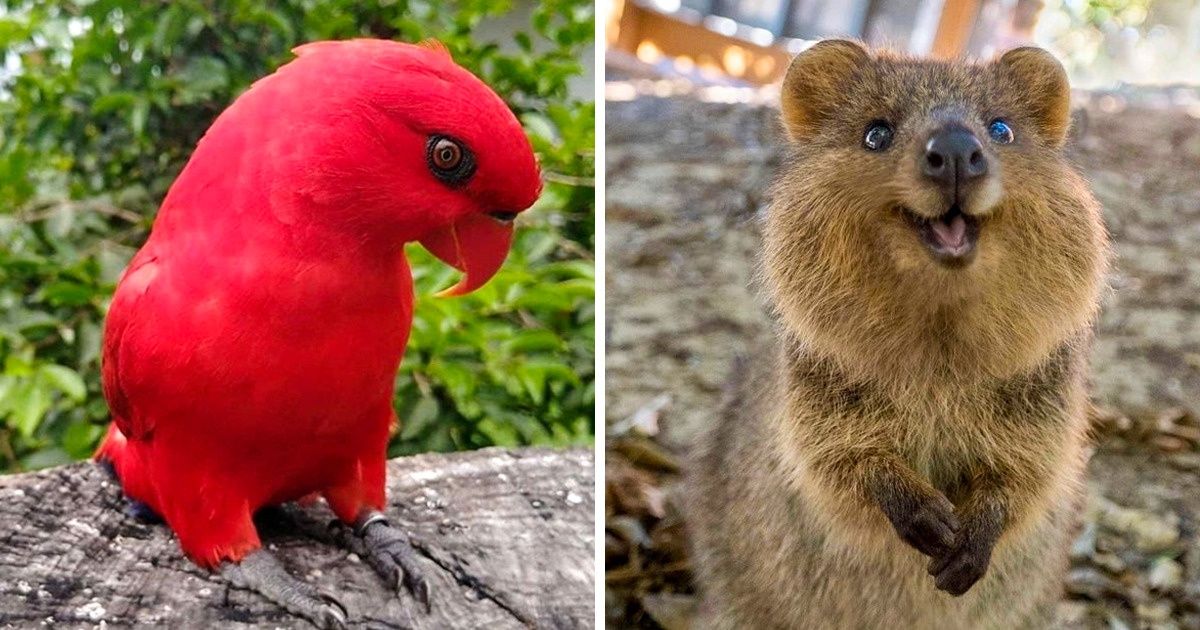 15+ Bichos que demonstram a beleza e diversidade do reino animal