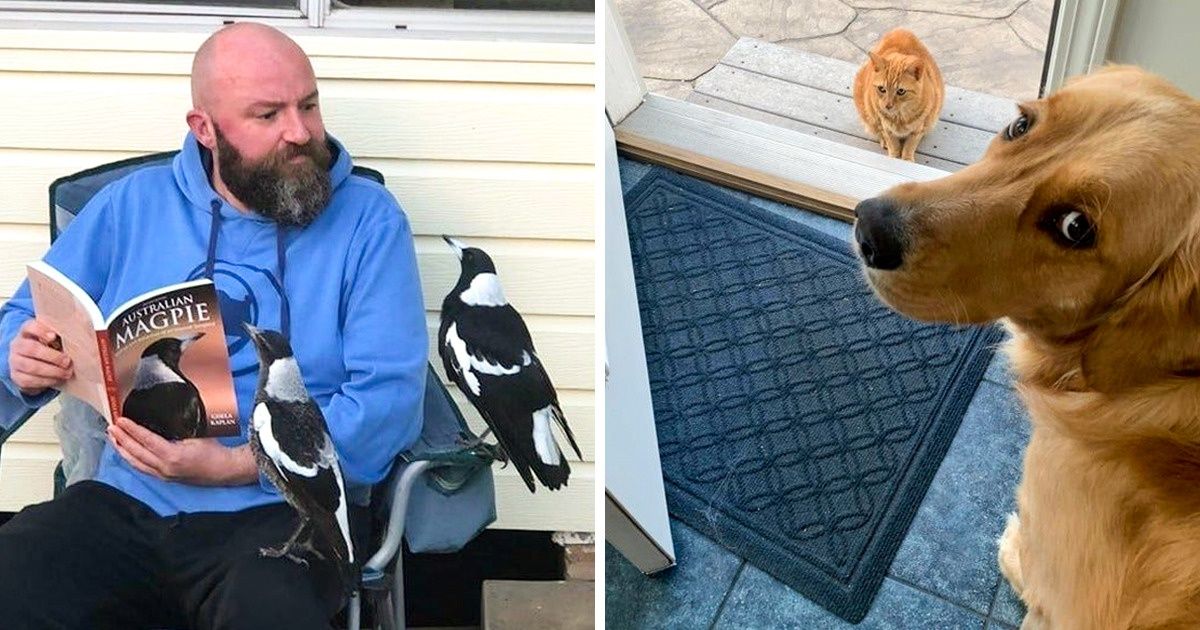 15+ Animais provam que quando o assunto é amizade, a espécie é o de menos