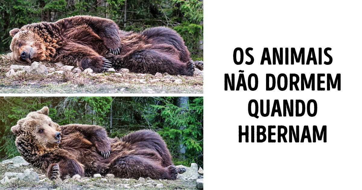 14 Curiosidades sobre a hibernação que mostram que ainda temos muito que aprender 14 Curiosidades sobre a hibernação que mostram que ainda temos muito que aprender