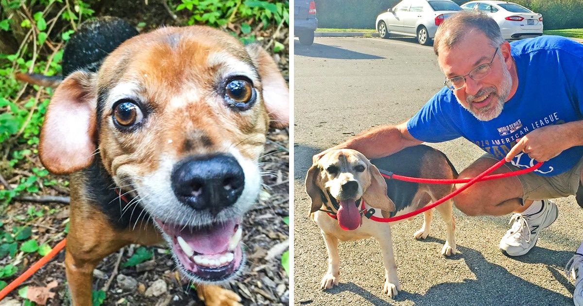 Físico cria um santuário para cachorros idosos e abandonados e se transforma no melhor amigo dos cães Físico cria um santuário para cachorros idosos e abandonados e se transforma no melhor amigo dos cães