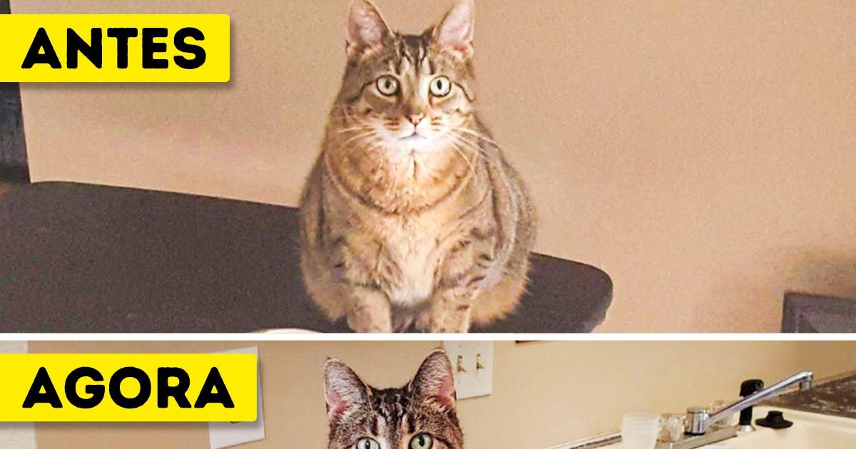 19 Pets que mudaram completamente após perder peso