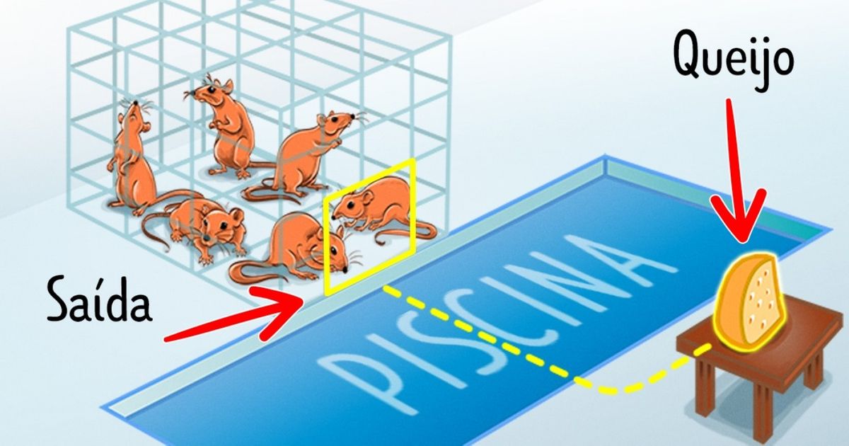 Experimento com ratos mostra como vivemos em sociedade