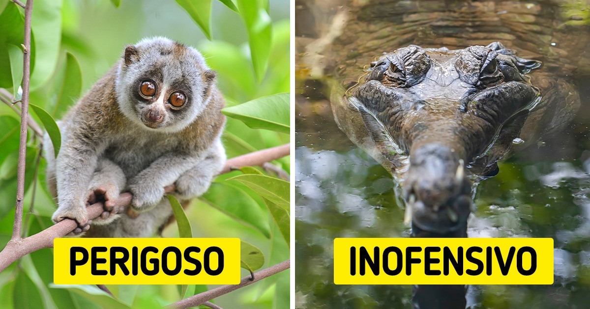 11 Animais que quebram os estereótipos do que pensamos sobre eles 11 Animais que quebram os estereótipos do que pensamos sobre eles