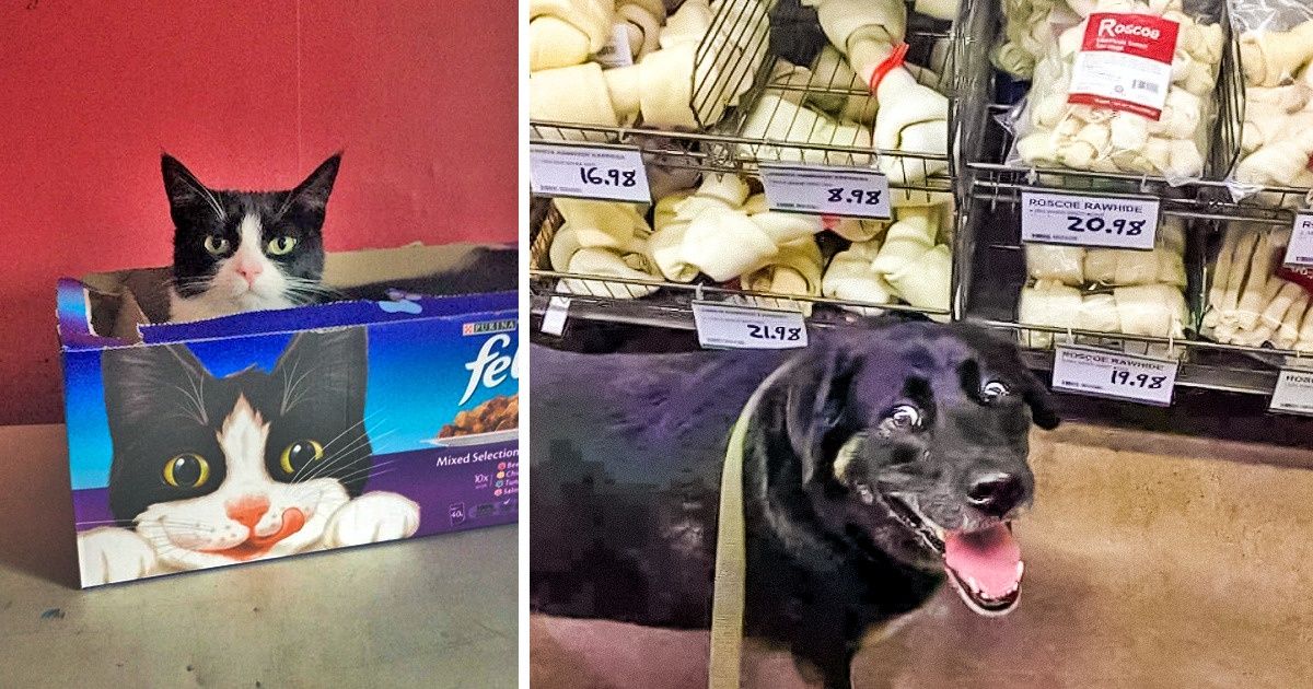 16 Animais que fazem mais bem para o seu humor que qualquer piada 16 Animais que fazem mais bem para o seu humor que qualquer piada