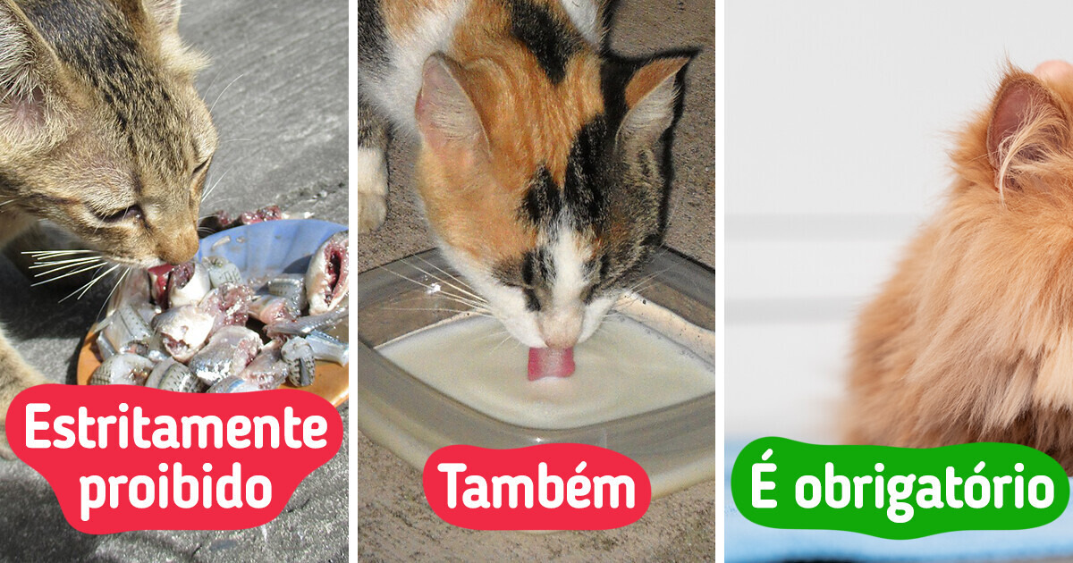 10 Lições indispensáveis para ser um humano aprovado pelo seu gato 10 Lições indispensáveis para ser um humano aprovado pelo seu gato